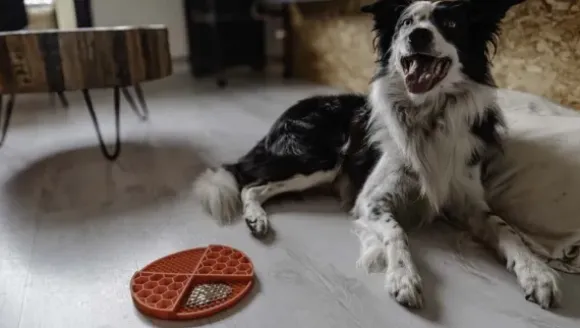 Eat Slow Live Longer Lick Mat Dimensions Circle