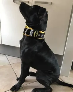 Mag Halsband Batman Zwart/Geel
