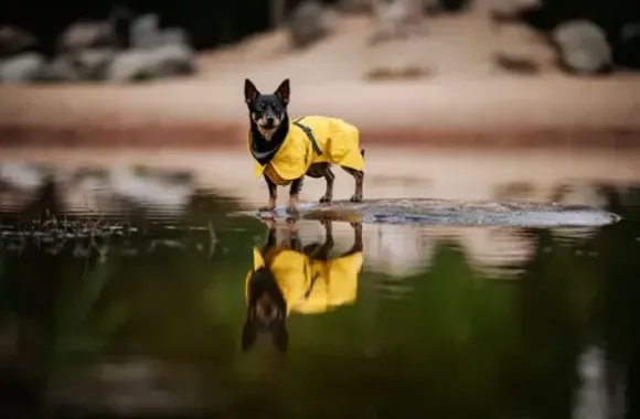 Paikka Paikka Visibility Raincoat Lite Yellow