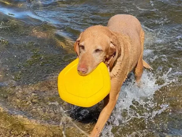 Project Hive Dog Disc