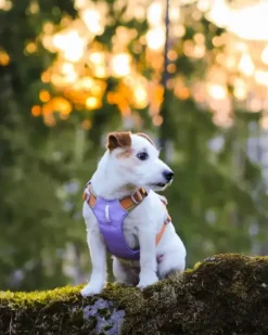 Woolly Wolf Woolly Wolf Alpha 360 Harness Glacier Green Mix