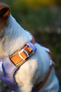 Woolly Wolf Woolly Wolf Alpha 360 Harness Lavender Mix
