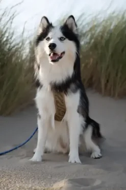 Woolly Wolf Woolly Wolf Roam Adjustable Leash Black Ripple